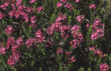 Purple mountainheath