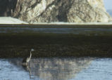 Great blue heron