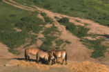 Przewalski's wild horse