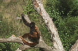 Humboldt's woolly monkey