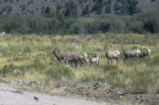 Bighorn sheep