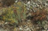 Golden-yarrow and Eastern Mojave buckwheat