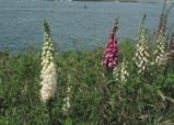 Purple foxglove