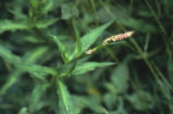 Water knotweed