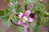 Island mallow