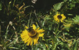 Coastal sneezeweed