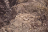 Western gull nest and eggs