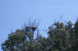 Great blue heron