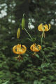 Turk's-cap lily