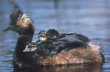 Eared grebe