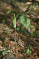 Jack in the pulpit
