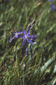 Large camas