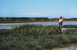 California cordgrass