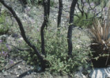 Largeflower phacelia and coastal sage scrub oak