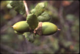 Coastal sage scrub oak