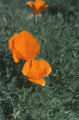 California poppy