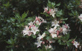 Western azalea