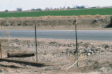 Burrowing owl