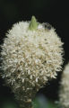 Common beargrass