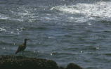 Whimbrel