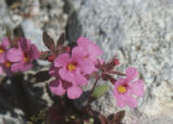 Bigelow's monkeyflower