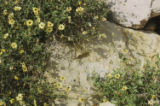 California brittlebush