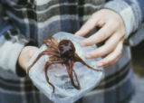 Student holding an octopus
