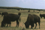 American bison