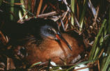 Virginia rail