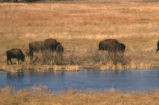 American bison