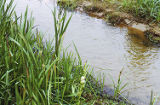 Broadfruit bur-reed