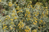 Bladderpod spiderflower