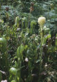 California pitcherplant