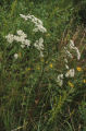 Thoroughwort