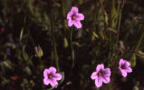 Redstem stork's bill