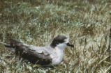 Dark-rumped petrel