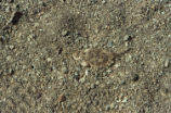 Horned lizard