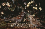 House sparrow