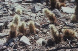 Teddybear cholla