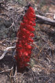 Snowplant