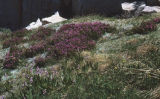 Sierra shootingstar and purple mountainheath