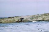 Northern elephant seal