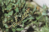 Spear saltbush