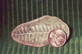 Seed fern fossil