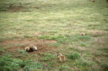 Prairie dogs