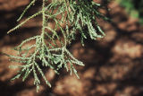 Giant sequoia