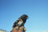 Eastern towhee