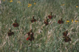 Upright prairie coneflower