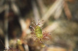 Roundleaf sundew