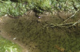 Red-spotted toad tadpoles